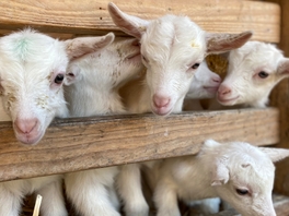 Stadsboerderijen blijven lammetjes verkopen via Marktplaats, procedure is aangescherpt